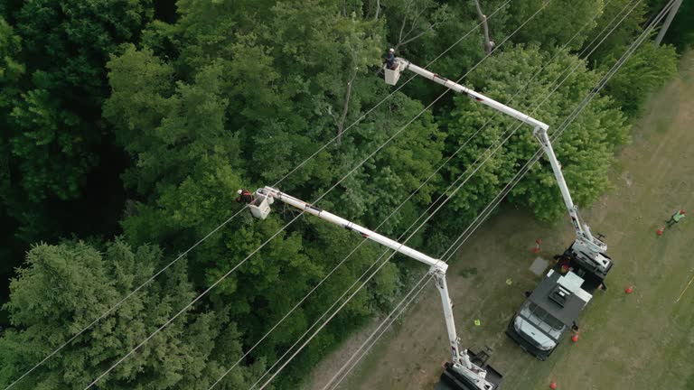 Best Emergency Tree Removal  in USA